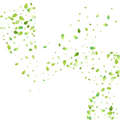 Leaves Green Falling Flying Foliage Leaf Tea Mint