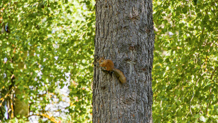 Red squirrel eating on brand in tree trunk in Jyväskylä, Finland
