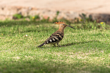 A hoopoe foraging for food on a green lawn in Sharm-El Sheikh, Egypt.