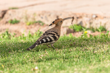 A hoopoe foraging for food on a green lawn in Sharm-El Sheikh, Egypt.