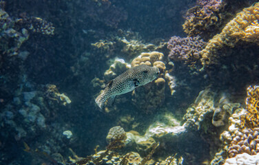 Giant puffer fish. Red Sea, Egypt. 