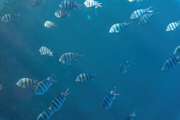 Sergeant major fish. Red Sea, Egypt. 