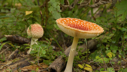 2 Wild Amanita Muscaria Mushrooms on forest floor - jyväskylä, Finland