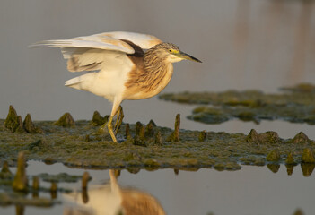 Squacco Heron ready to  takeoff at Asker marsh, Bahrain