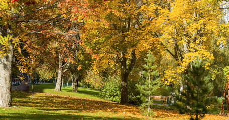 Park with Orange, yellow autumn leaves trees - Jyväskylä, Finland