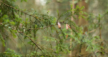 Pine tree branch in forest, Finland