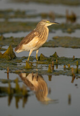 Squacco Heron at Asker marsh, Bahrain