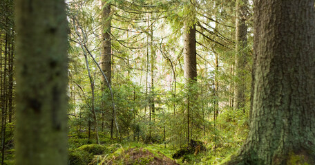 Green forest in jyväskylä, Finland 