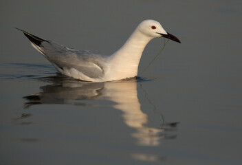 Slender-billed gull in breeding plumage at Asker marsh, Bahrain