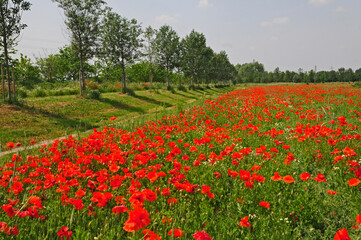 Campi di grano e papaveri nel Parco della Vettabbia, Milano