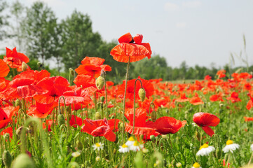 Papaveri nel Parco della Vettabbia, Milano