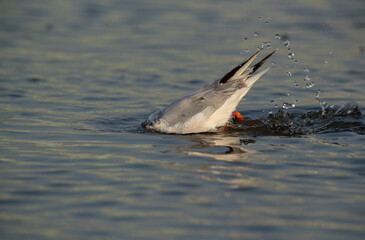 Slender-billed gull at Asker marsh, Bahrain