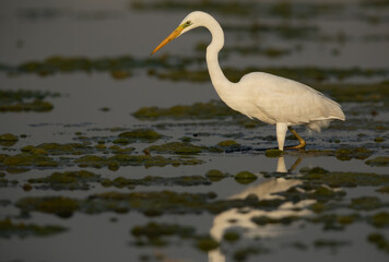 portrait of a Great Egret at Asker marsh, Bahrain