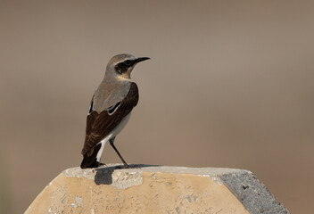 Naklejka premium Portrait of a Northern Wheatear, Bahrain