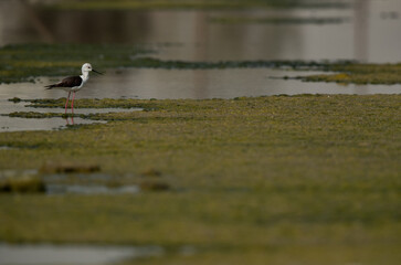 Black-winged Stilt at Asker Marsh, Bahrain