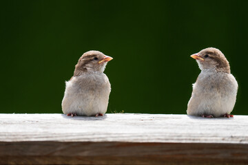young sparrows perching on the balcony