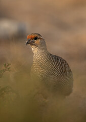 Closeup of a Grey francolin at Hamala, Bahrain