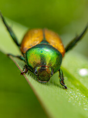 bug on a leaf