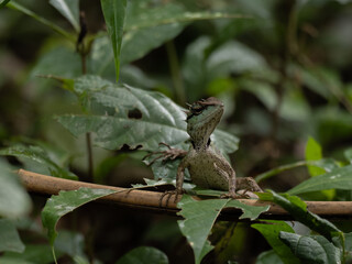 Asian water dragon stands alone, shedding skin on the back. It is a species of agamid lizard native to China and mainland Southeast Asia. Green Chinese Water Dragon. Physignathus cocincinus.