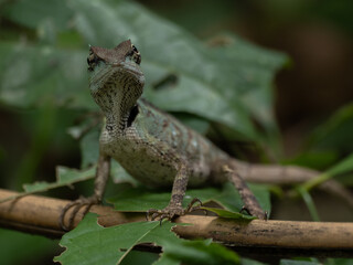 Asian water dragon stands alone, shedding skin on the back. It is a species of agamid lizard native to China and mainland Southeast Asia. Green Chinese Water Dragon. Physignathus cocincinus.