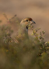 Grey francolin hiding in bush at Hamala, Bahrain
