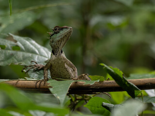 Asian water dragon stands alone, shedding skin on the back. It is a species of agamid lizard native to China and mainland Southeast Asia. Green Chinese Water Dragon. Physignathus cocincinus.