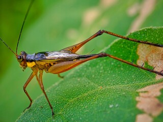 grasshopper on a leaf