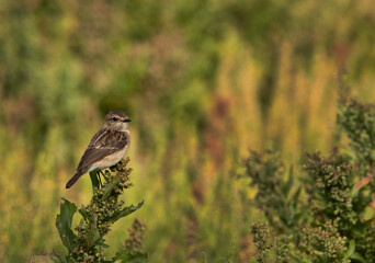 Stonechat perched on green at Hamala, Bahrain