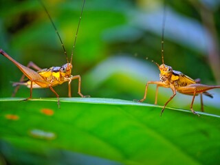 grasshopper on a leaf