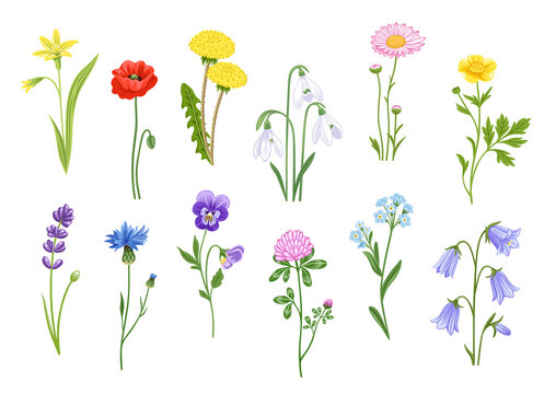 Set of blooming wild flowers, garden plants. Buttercup, poppy, cornflower, daisy, dandelion and clover. Botanical decorative elements. Collection of hand drawn flat illustrations.
