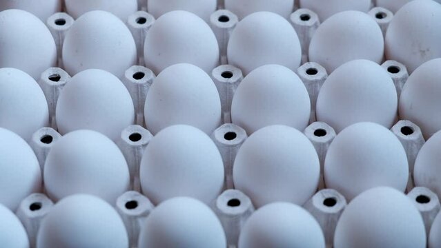 hand takes white eggs from the tray. Fresh chicken eggs at a poultry farm
