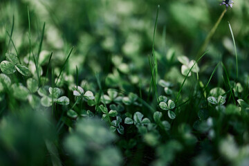 Green grass botany and nature landscaping for the home area, landscaping and taking care of nature and the environment