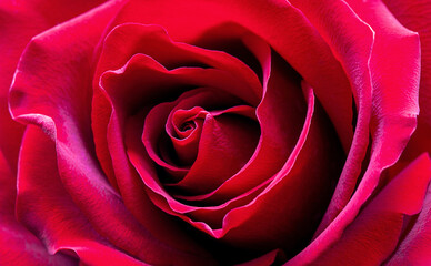 Close up red rose flower. Abstract background. Macro. Selective focus. Soft focus. 