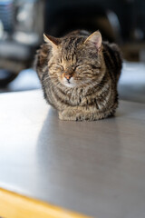 Sleeping cat on the table