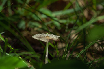 Bitten dung beetle mushroom (Coprinus). Last month of spring. Kazakhstan.