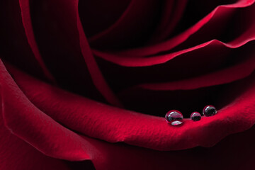 A red rose with dew drops on the petals. Close-up. Macro. 
