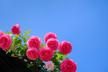 Fototapete bei efototapeten.de bestellen   