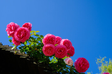 Fototapete bei efototapeten.de bestellen   