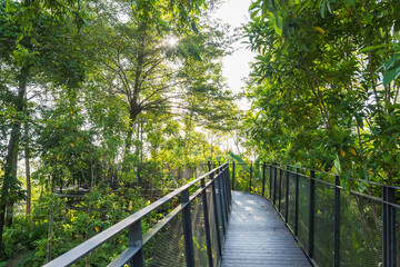 Obraz premium Titiwangsa Range located at the highest point of the Titiwangsa Lake Park, it planted with forest trees, tree ferns, spikemoss and grasses.