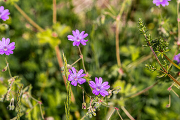 purple flowers in the field