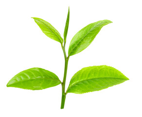 fresh green tea leaf isolated on white background