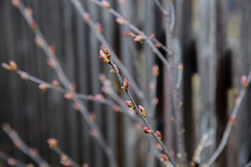 a spring branch with red buds on the background of a gray fence. Background, pattern, gardening, forest