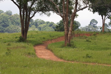 Trekking paths in the Thai jungle