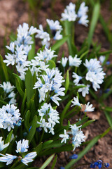 blue primrose flowers on brown earth. gardening. backgrounds