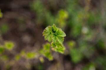 the first currant leaves on the branch. gardening. background