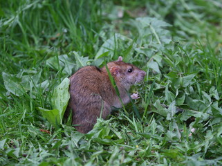 A wild rat is sitting in the grass