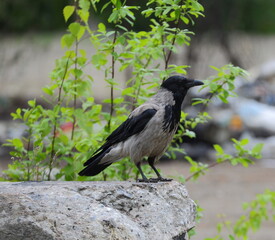 A crow is sitting on an old concrete slab