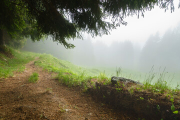 Wanderweg durch einen nebelverhangenen Wald