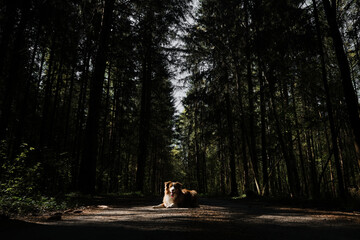 Brown aussie puppy walks in park. Australian Shepherd lies on road among dense coniferous forest in...