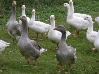 Brave Farm Geese